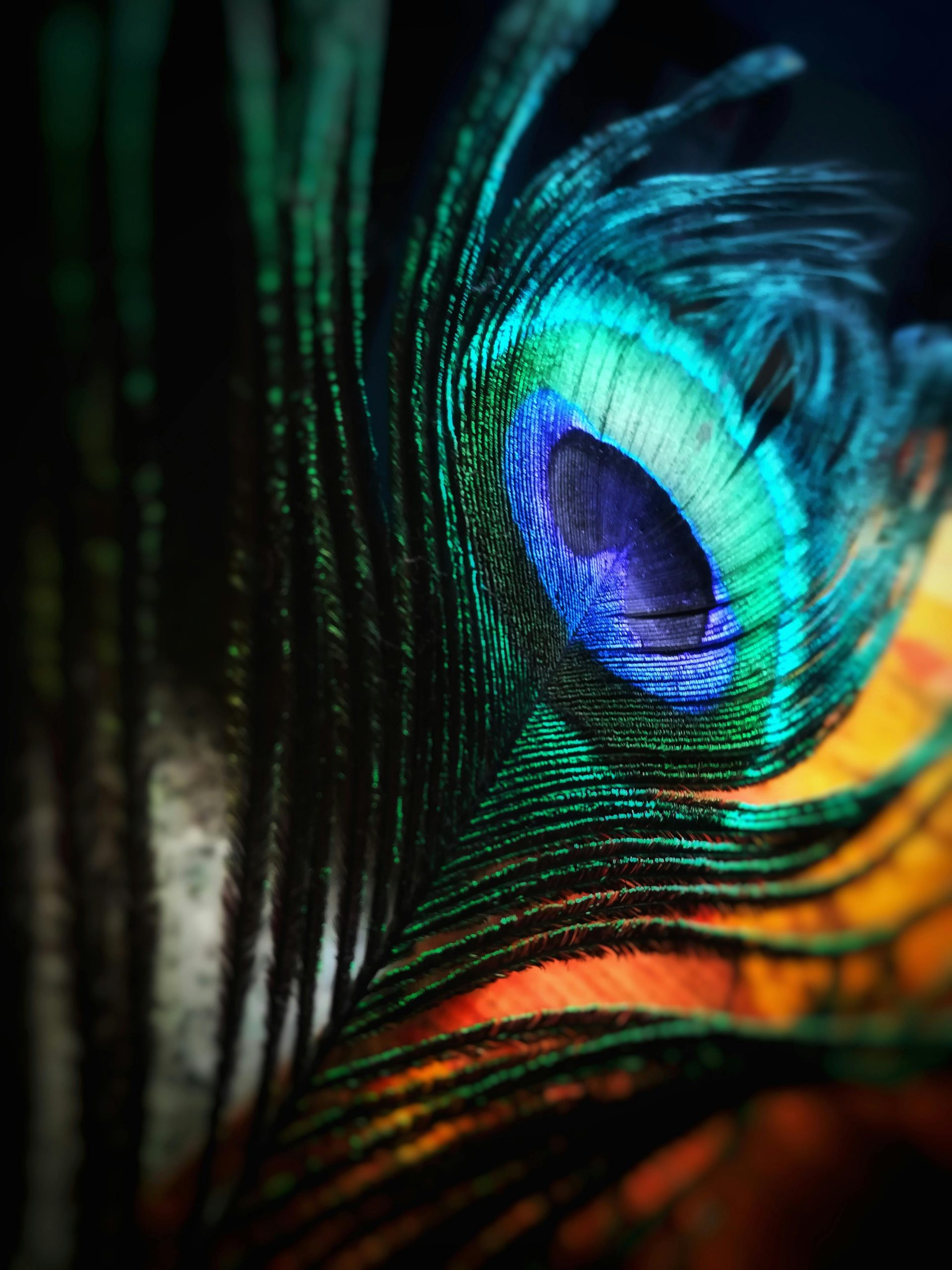 Peacock feather in close-up